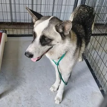 An adult medium-sized female Husky dog named Cera Gonzales for adoption in Bastrop, TX