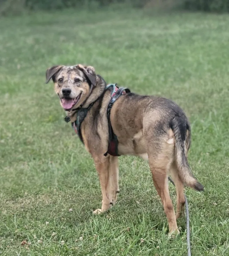 A senior large-sized male Mixed Breed dog named Arlo for adoption in Jefferson Hills, PA