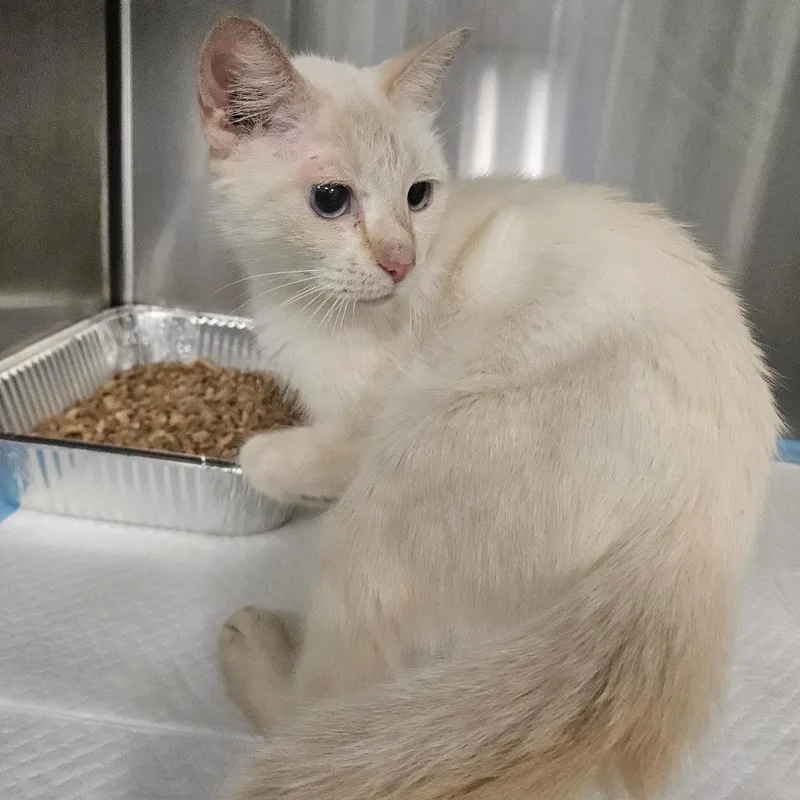 An adult medium-sized female White Domestic Short Hair cat named Galaxy for adoption in Greensboro, NC