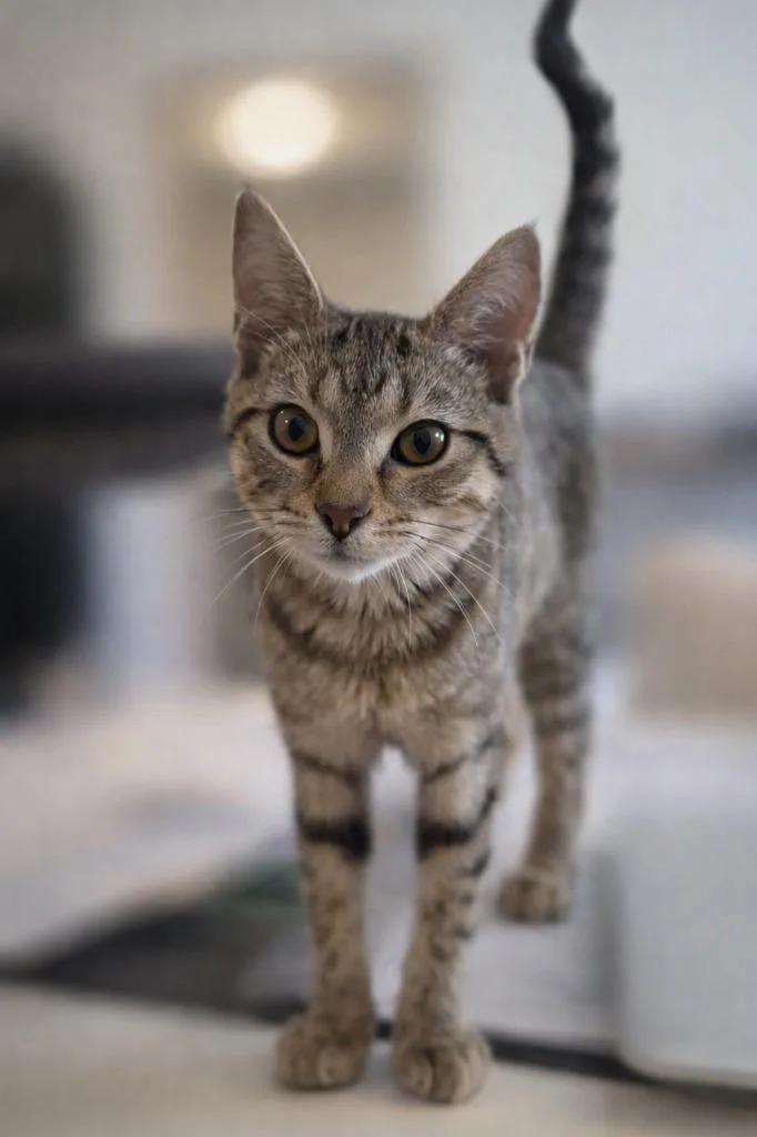 Donut Hole thumbnail 2