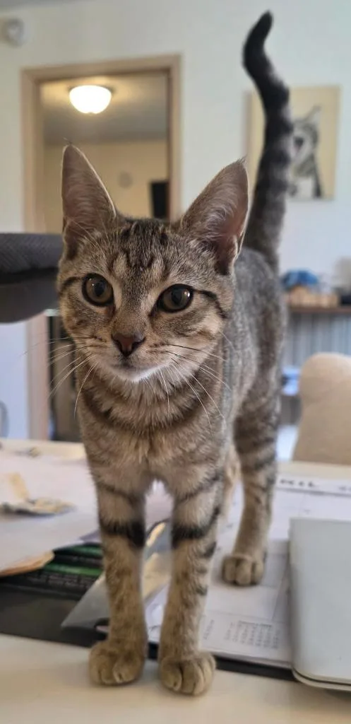 Donut Hole thumbnail 3