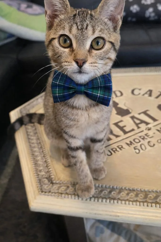 Donut Hole thumbnail 4