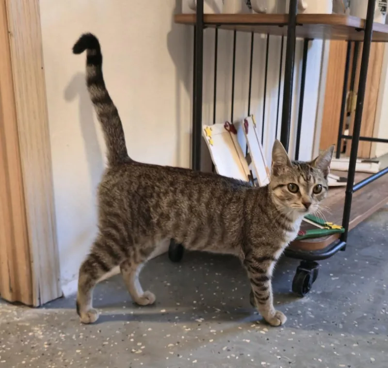 Donut Hole thumbnail 5