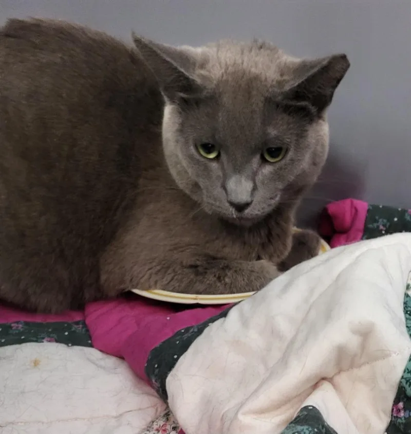 A young medium-sized female Domestic Short Hair cat named Sofie for adoption in Medford, WI