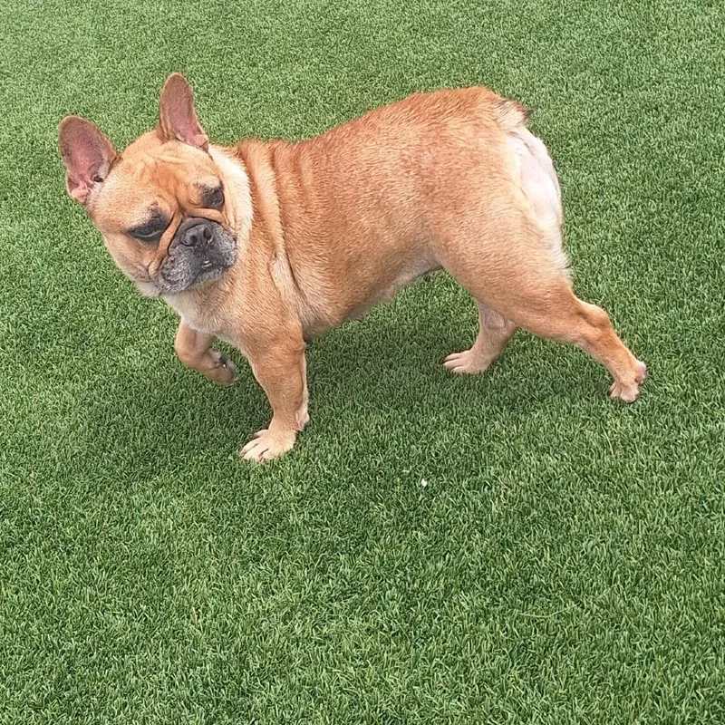 An adult small-sized female White / Cream French Bulldog dog named Cappuccino for adoption in LOXAHATCHEE, FL