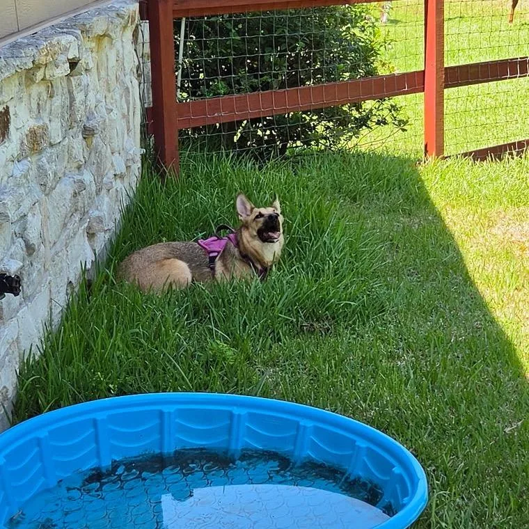 An adult large-sized female Yellow / Tan / Blond / Fawn Mixed Breed dog named Holley for adoption in Dickinson, TX