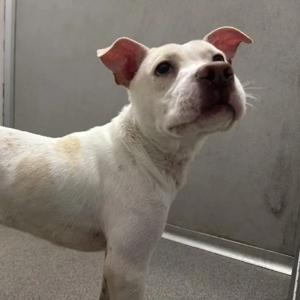 A young small-sized male Pit Bull Terrier dog named Snoop for adoption in Des Moines, IA