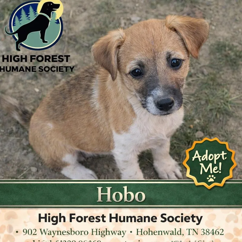 Hobo