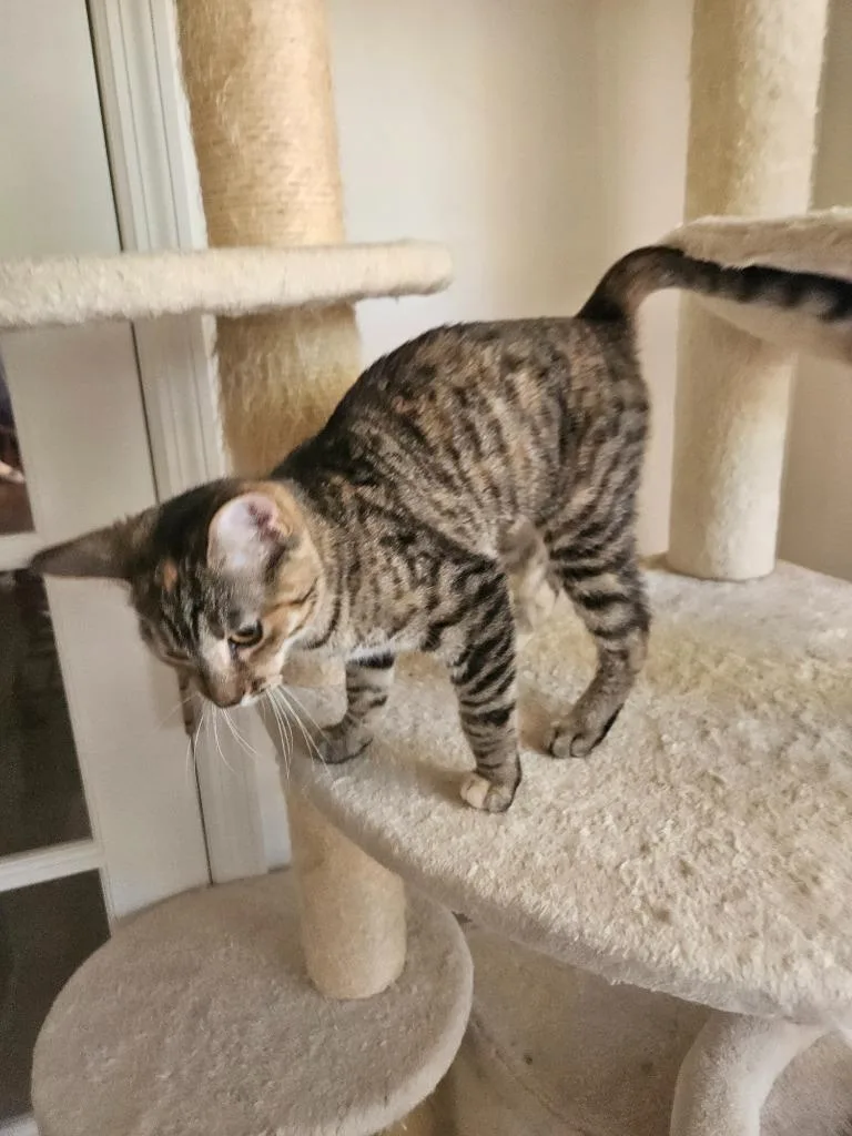 A baby medium-sized female Domestic Short Hair cat named Selene for adoption in Manchester, TN