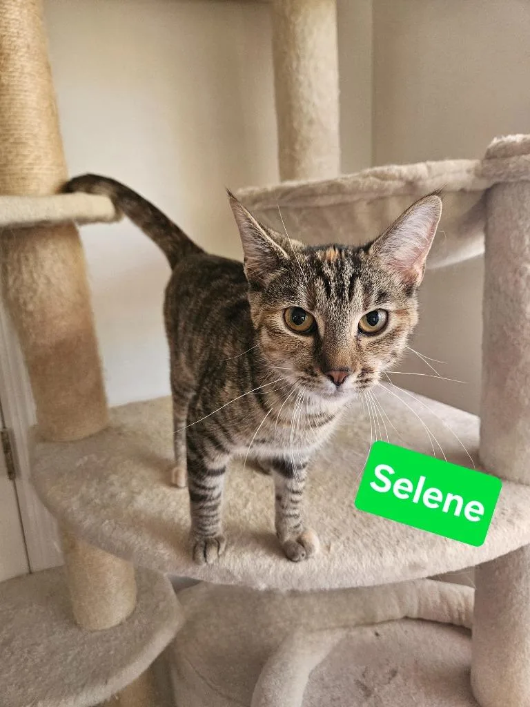 Selene thumbnail 2