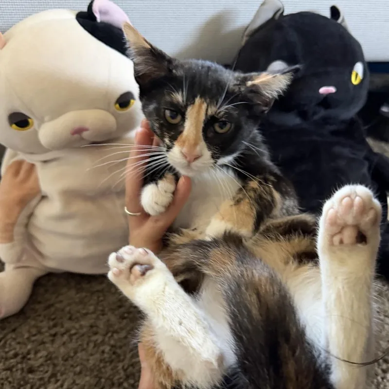 A baby small-sized female Calico Domestic Short Hair cat named Maki for adoption in Costa Mesa, CA