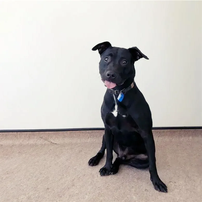 A young medium-sized male Black Pit Bull Terrier dog named Wally for adoption in Saint Louis, MO