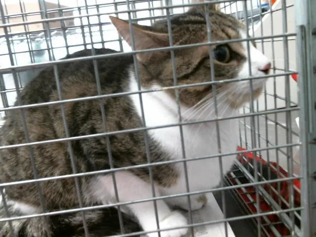 A young small-sized female Domestic Short Hair cat named Mya for adoption in Houston, TX