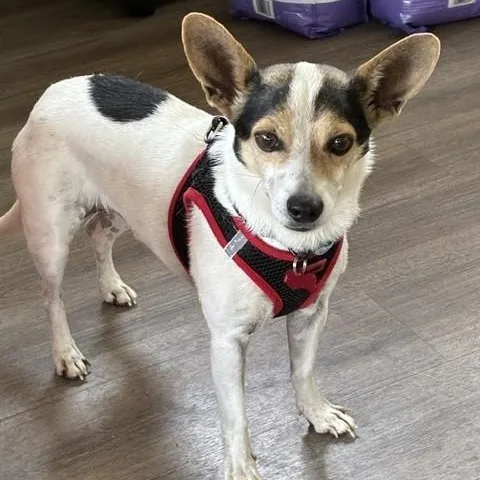 A senior small-sized male Tricolor (Brown, Black, & White) Rat Terrier dog named Ruke for adoption in Tulsa, OK