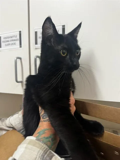 A young small-sized male Domestic Short Hair cat named Jett for adoption in Santa Maria, CA