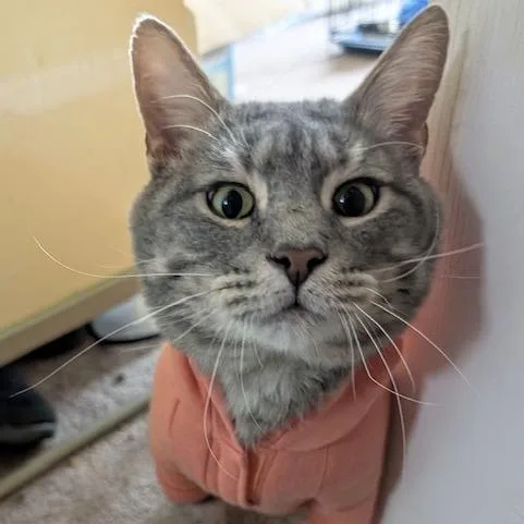An adult small-sized male Domestic Short Hair cat named Toby for adoption in Woodstock, GA