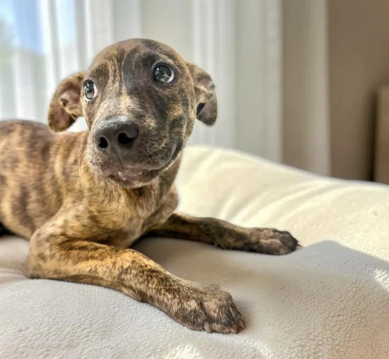 A baby medium-sized male Brindle Terrier dog named Bento for adoption in Austin, TX