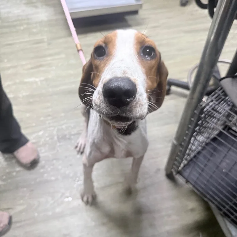 An adult medium-sized female White / Cream Hound dog named Mallory for adoption in Summerville, SC