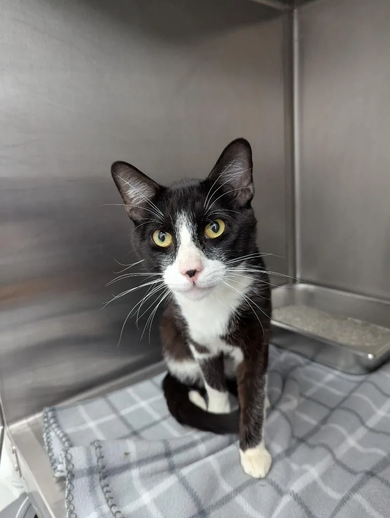 An adult medium-sized male Domestic Short Hair cat named Linguini for adoption in Hartsville, SC