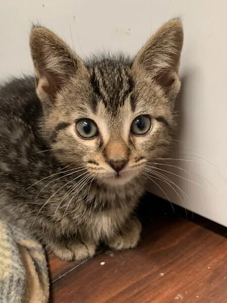 A baby small-sized male Tabby (Brown / Chocolate) Domestic Short Hair cat named Horace for adoption in Anoka, MN