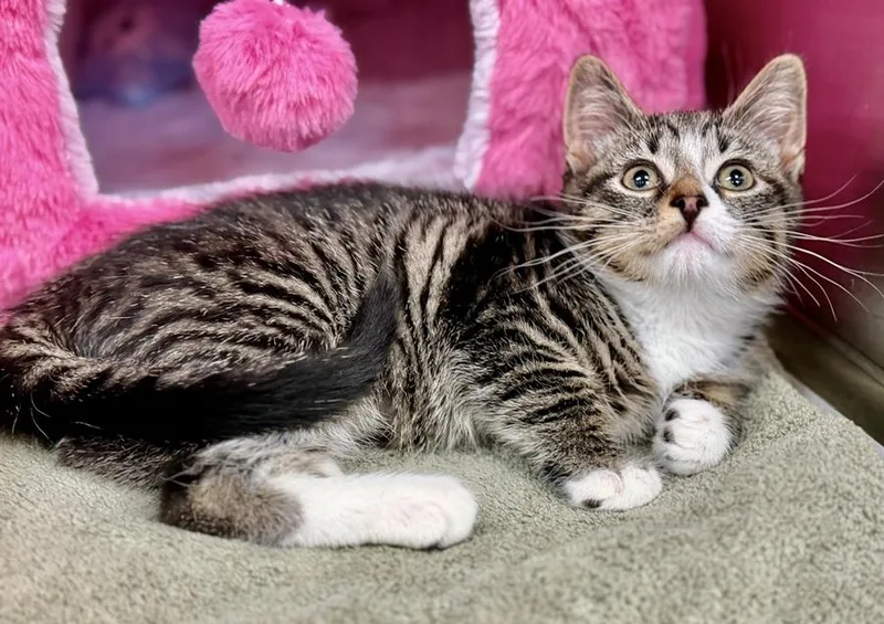 A baby medium-sized female Tabby (Brown / Chocolate) Domestic Short Hair cat named Amber for adoption in Columbia, MD