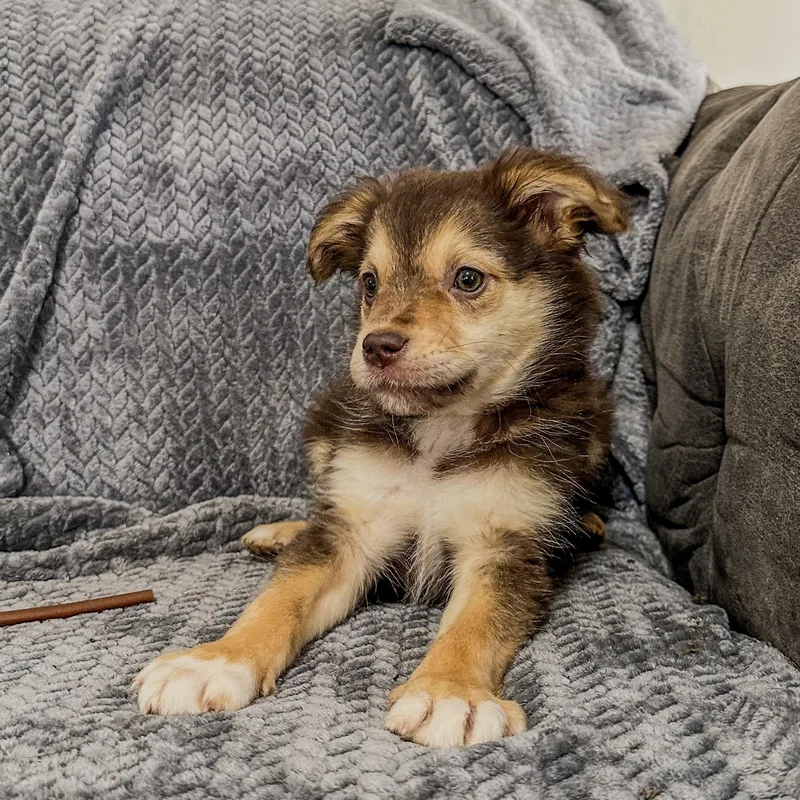 A baby small-sized female Brown / Chocolate Australian Shepherd dog named Stevie for adoption in Charleston , WV