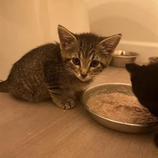A baby small-sized female Brown / Chocolate Domestic Short Hair cat named Ferrari for adoption in Kanab, UT