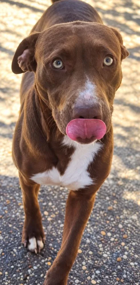 A young large-sized male Staffordshire Bull Terrier dog named Pickles for adoption in Troy, AL