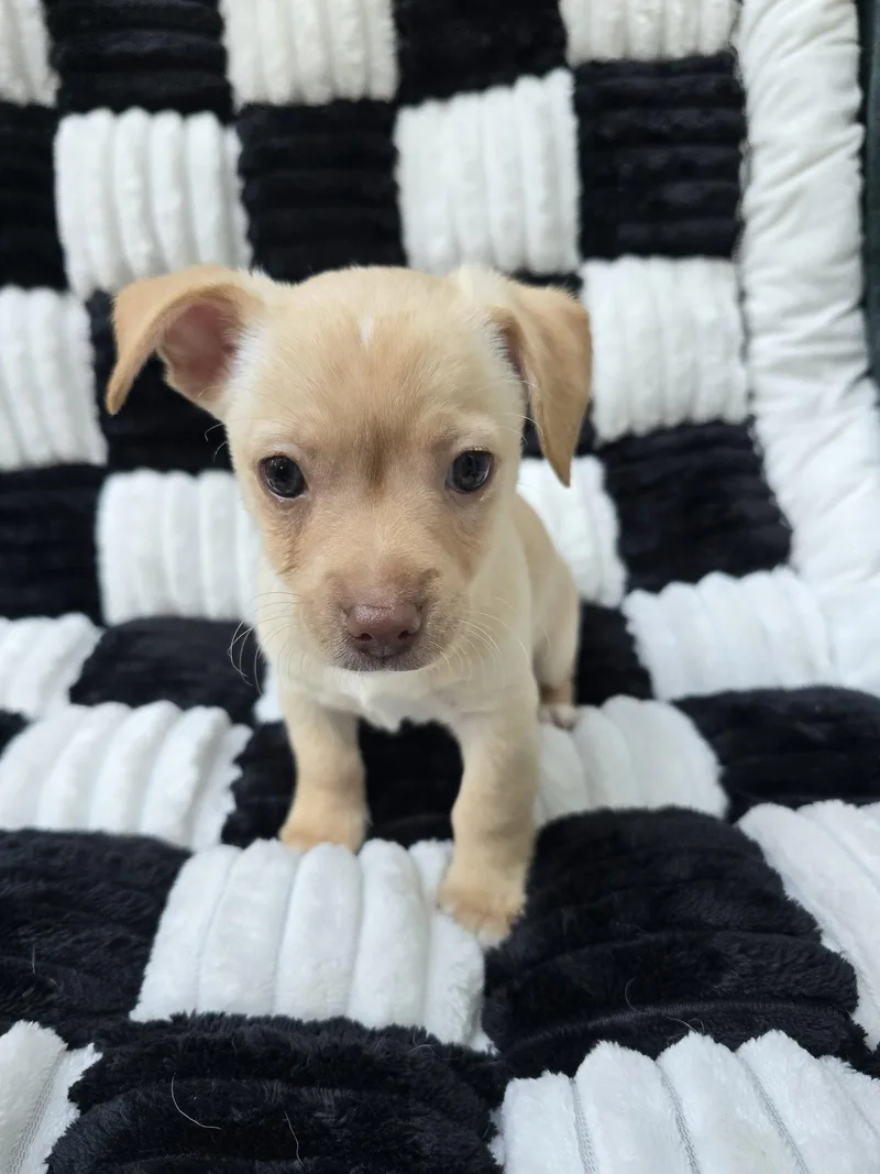 A baby small-sized male Chihuahua dog named Fred for adoption in San Francisco, CA