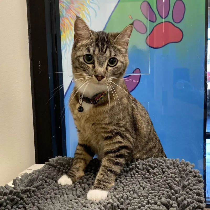 An adult large-sized female Gray / Blue / Silver Domestic Short Hair cat named Selen for adoption in Cheyenne, WY