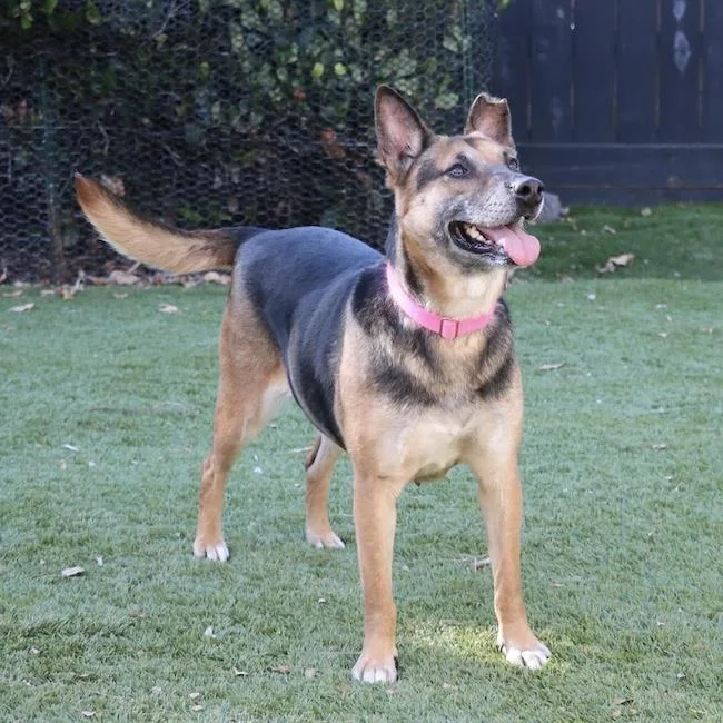 An adult large-sized female Shepherd dog named Pixie for adoption in San Diego, CA