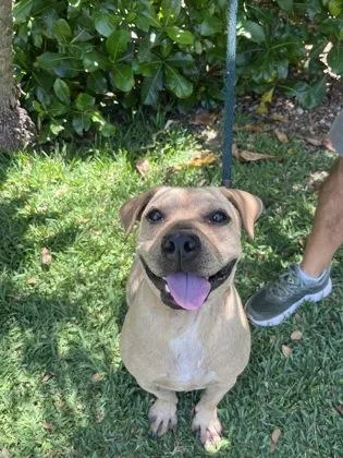 A young medium-sized male Terrier dog named Spidey for adoption in Honolulu, HI