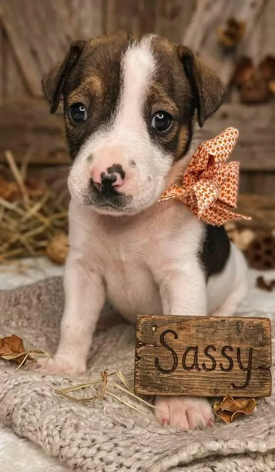 A baby medium-sized female Beagle dog named Sassy for adoption in Nahunta, GA
