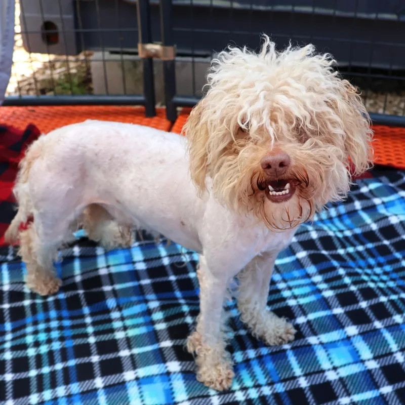 An adult small-sized male Mixed Breed dog named Ace for adoption in Athens, GA