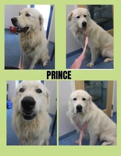 An adult medium-sized male Great Pyrenees dog named Prince for adoption in Kenansville, NC
