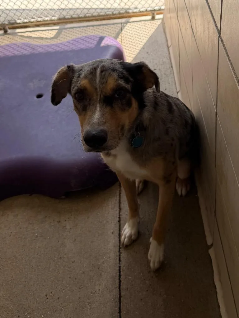 A young medium-sized male Australian Shepherd dog named Duke for adoption in Bossier City, LA