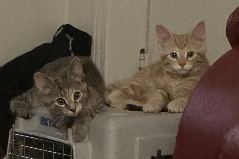 A baby medium-sized male Calico Domestic Short Hair cat named Copper & Penny for adoption in Lemoyne, PA