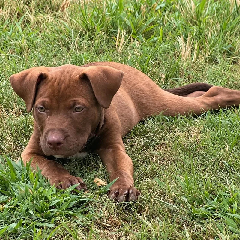 A baby medium-sized male Chocolate Labrador Retriever dog named Meatball for adoption in Hillsborough, NJ