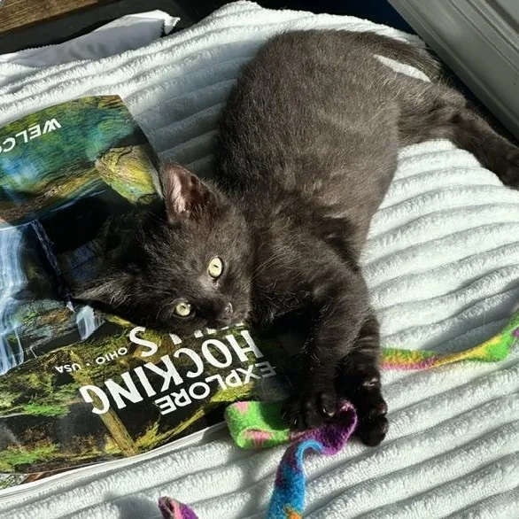 A baby small-sized male Black Domestic Short Hair cat named Dill for adoption in West Jefferson, OH