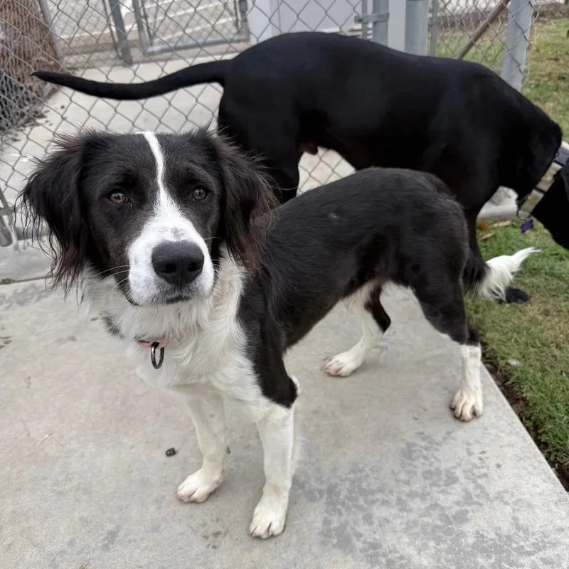 A young medium-sized male Black Brittany Spaniel dog named Alfie for adoption in Fresno, CA