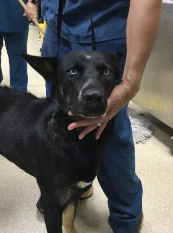A young large-sized male German Shepherd Dog dog named Axel for adoption in Riverside, CA