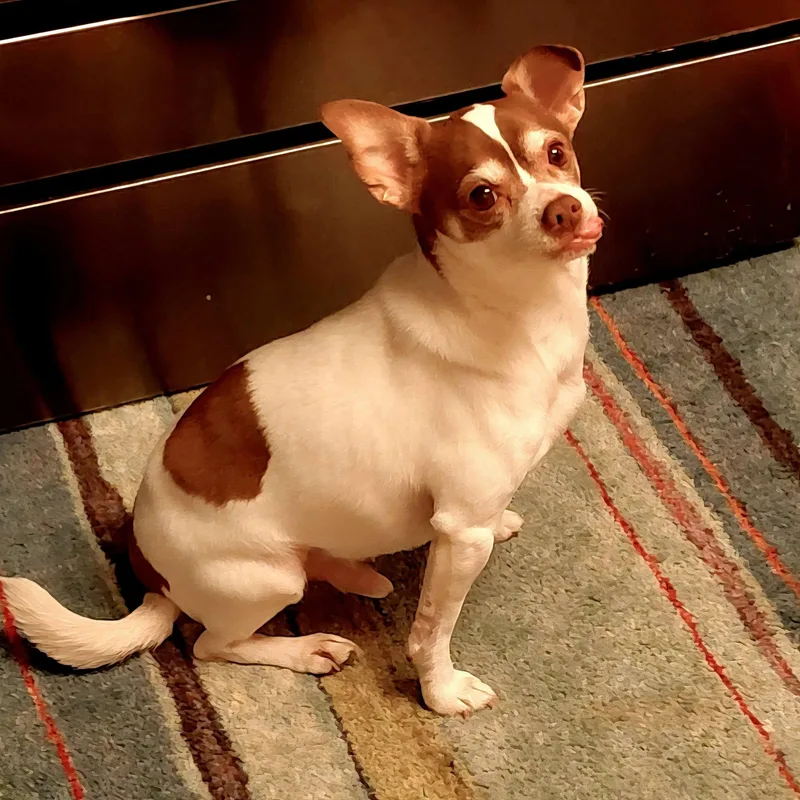 A senior small-sized male Chihuahua dog named Happy for adoption in Blaine, MN