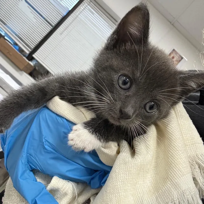 A baby small-sized male Domestic Short Hair cat named Habanero for adoption in Newark, NJ