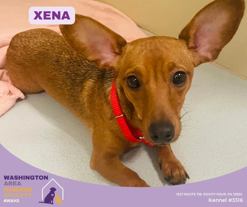 An adult small-sized female Red / Chestnut / Orange Miniature Dachshund dog named Xena for adoption in Eighty Four, PA