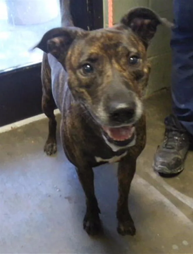 An adult large-sized female Pit Bull Terrier dog named Zuri for adoption in Tulsa, OK