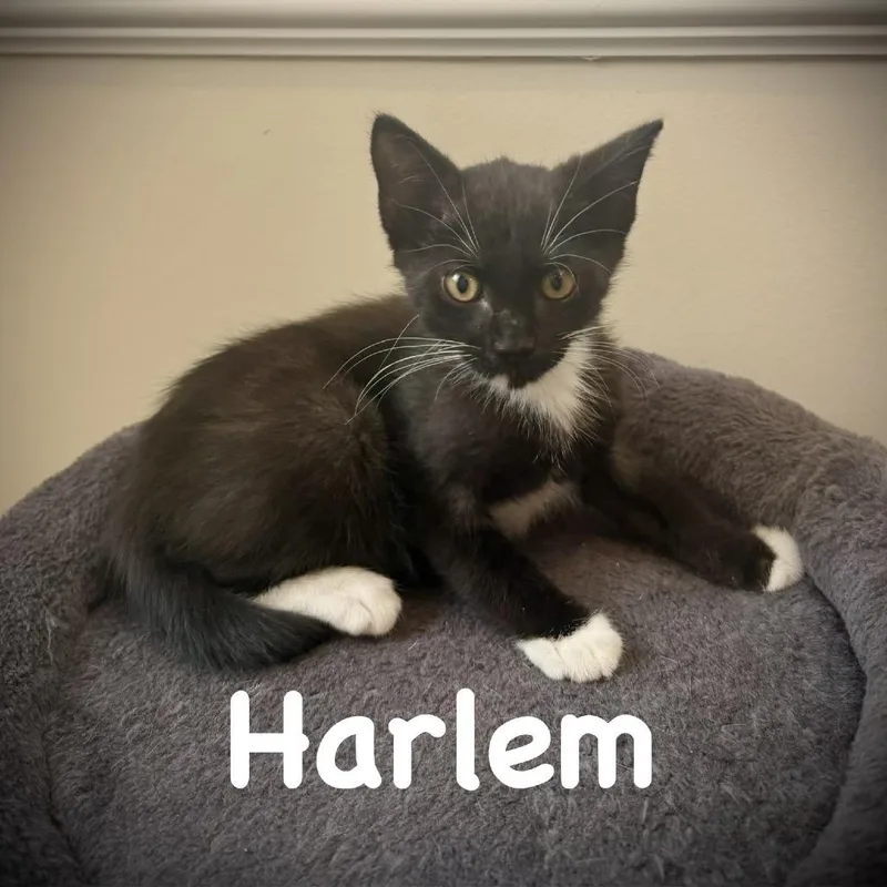 Harlem thumbnail 3