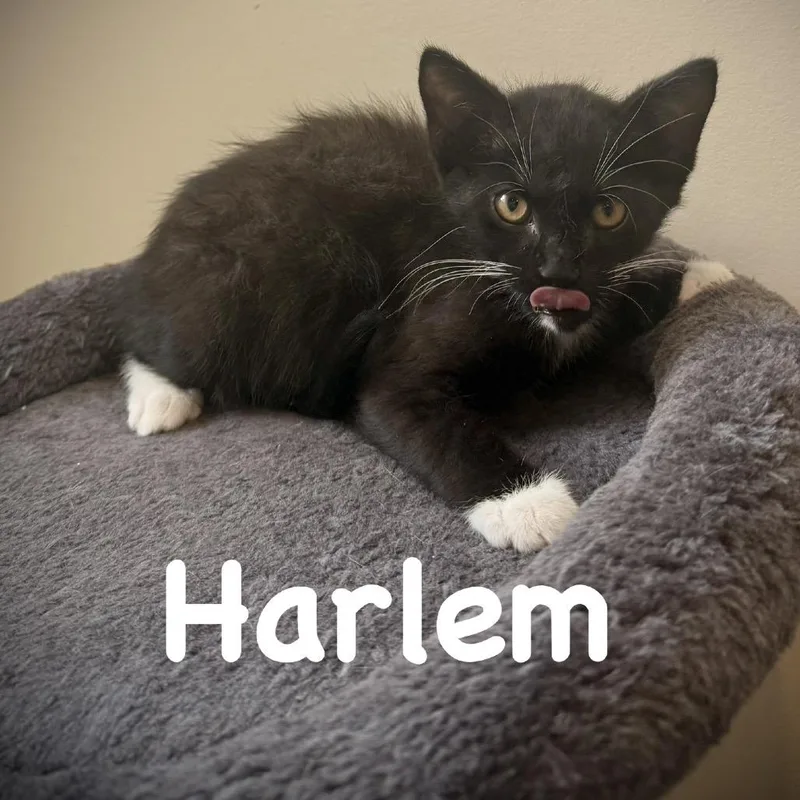 Harlem thumbnail 6