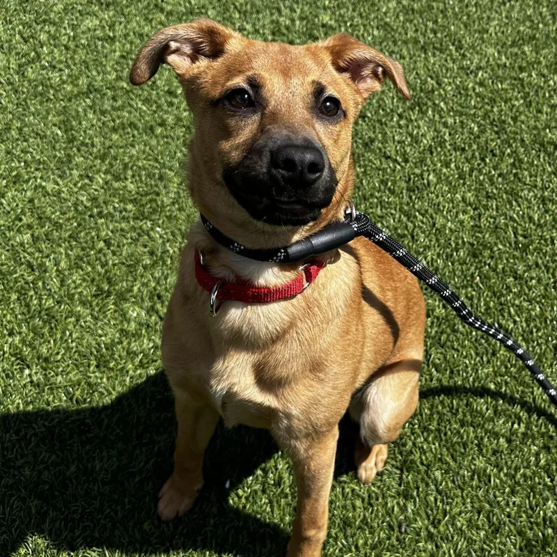 A baby medium-sized female Red / Chestnut / Orange Mixed Breed dog named Ida for adoption in Washington Township, OH