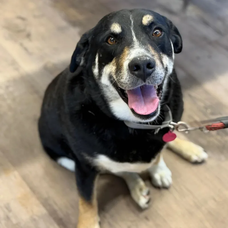 A senior large-sized male Black Labrador Retriever dog named Popper for adoption in Durango, CO