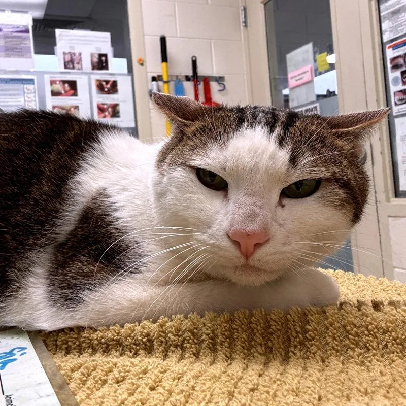 A senior medium-sized male Brown / Chocolate Domestic Short Hair cat named Sir for adoption in Murray, UT